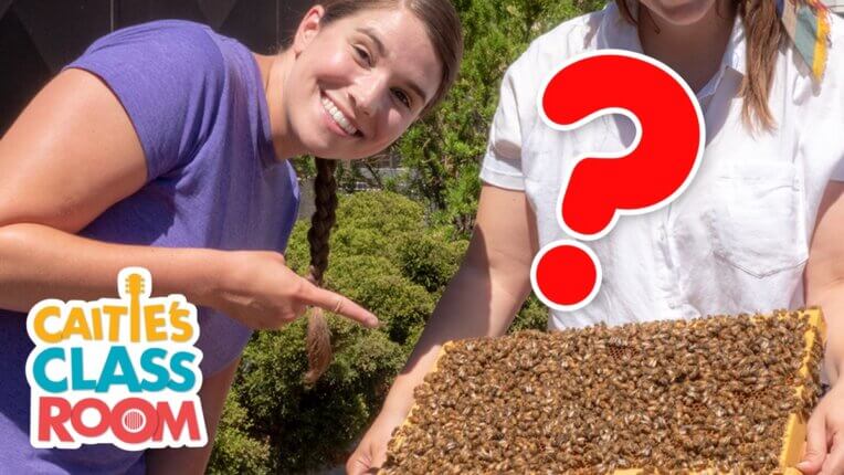 Let's Learn About Bees