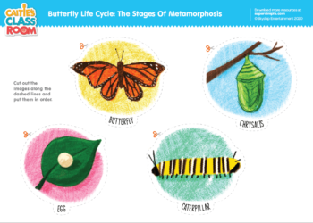 Butterfly Life Cycle: The Stages Of Metamorphosis