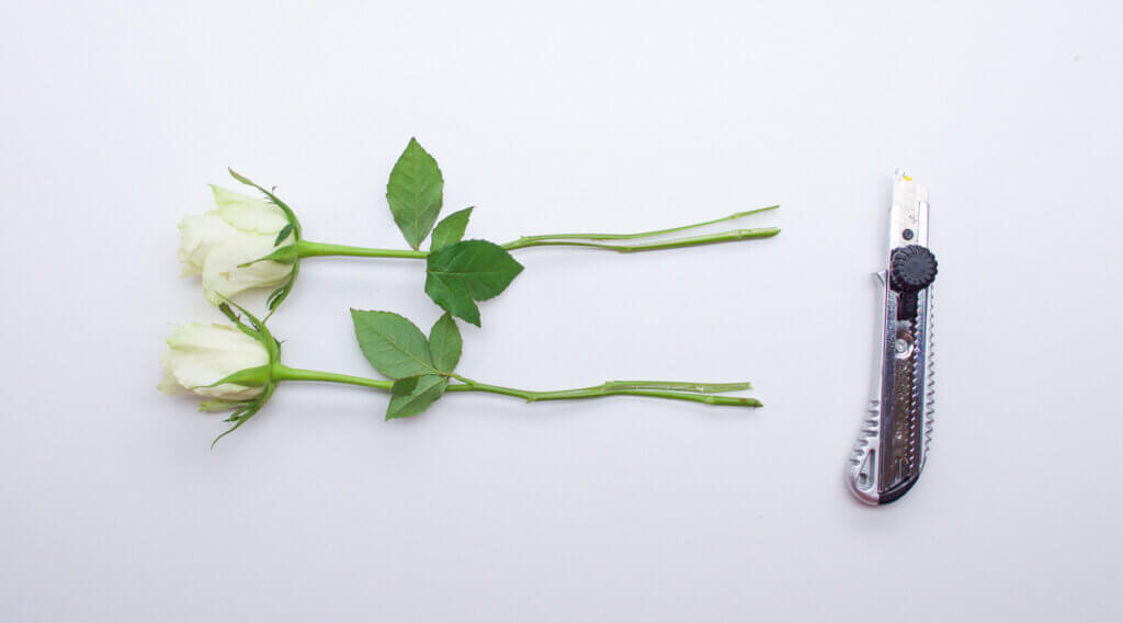 Flower Dyeing Activity Super Simple