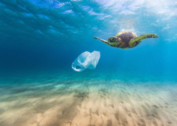 Turtle with Plastic Bag