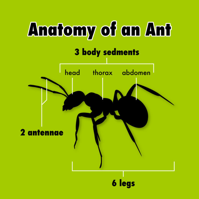 Ants The Power of Cooperation Super Simple