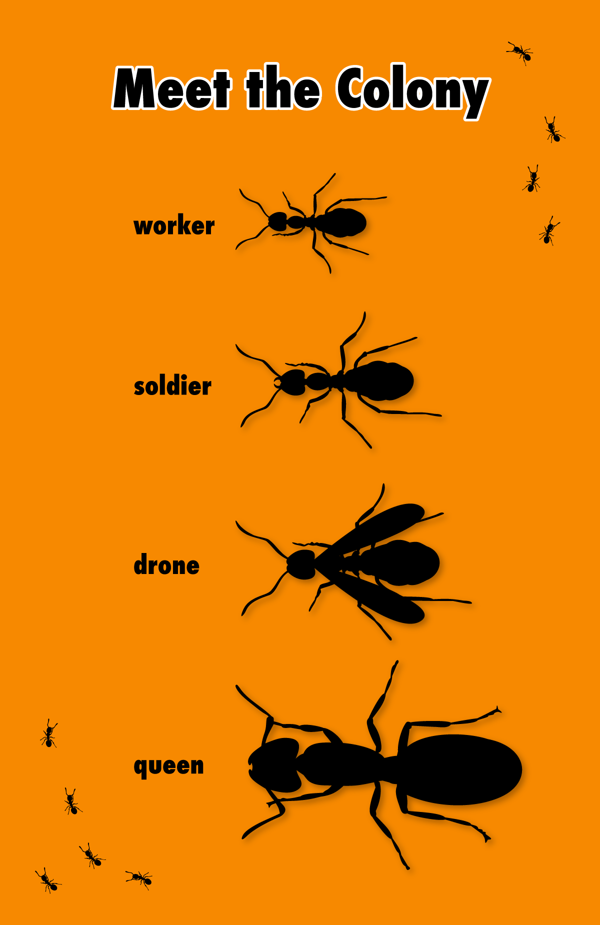 Ants: The Power of Cooperation - Super Simple