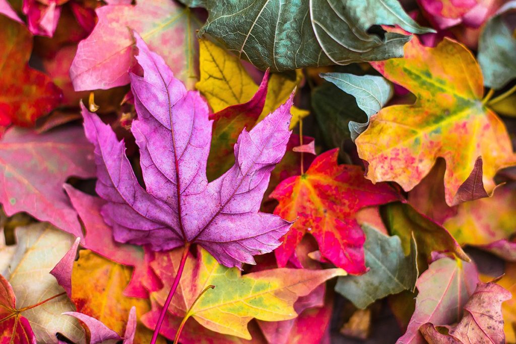 Why Do Leaves Change Color in Autumn? Super Simple